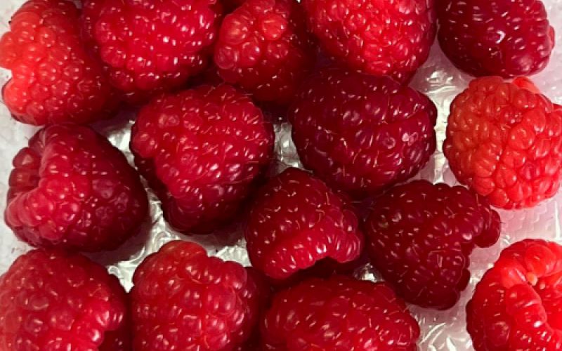 Fresas silvestres