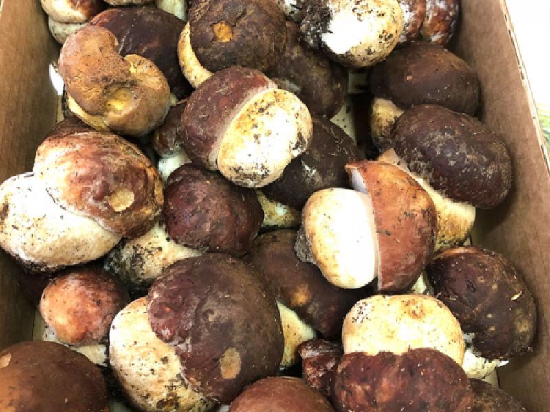 Boletus