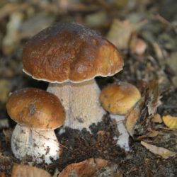 Boletus