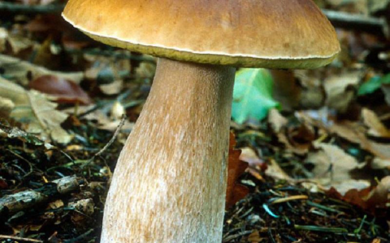 Imagen de boletus