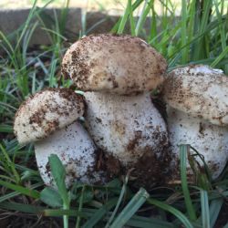 Imagen de varios boletus en el campo