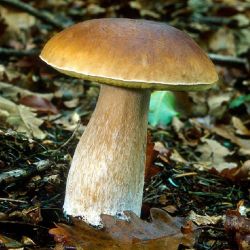 Imagen de boletus