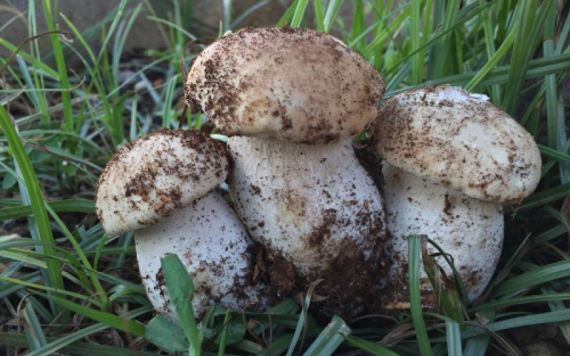 Imagen de varios boletus en el campo