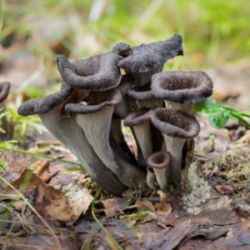 Craterellus cornucopioide