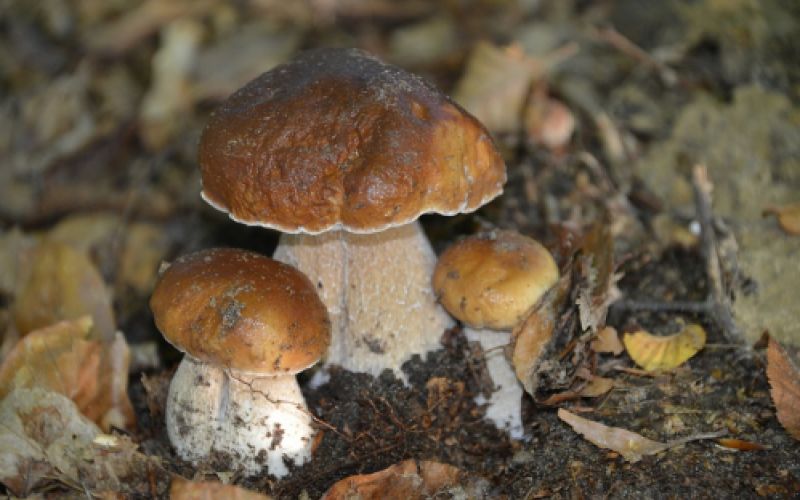 Boletus